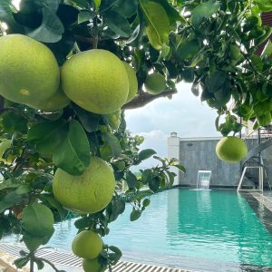 phoenix-villa-flc-bt1237-119