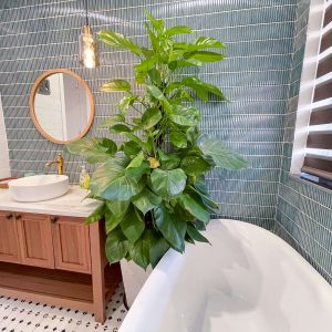 phoenix-villa-flc-bt946-164