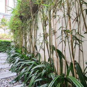 phoenix-villa-flc-ha-long-bt632-116